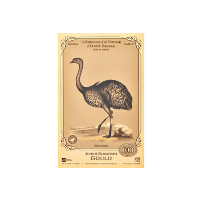 Colección John y Elizabeth Gould Aurum - H.M.S. Beagle