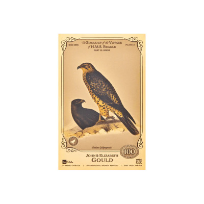 Colección John y Elizabeth Gould Aurum - H.M.S. Beagle