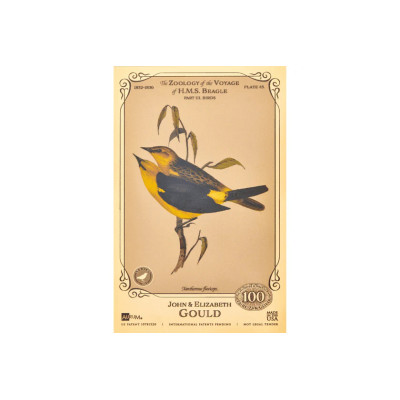 Colección John y Elizabeth Gould Aurum - H.M.S. Beagle
